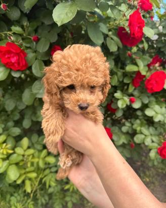 Maltipoo Barboncino