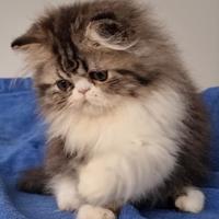 Cuccioli di gatti persiani ad alta genealogia