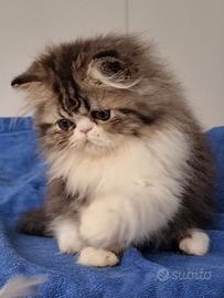 Cuccioli di gatti persiani ad alta genealogia