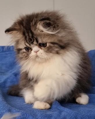 Cuccioli di gatti persiani ad alta genealogia