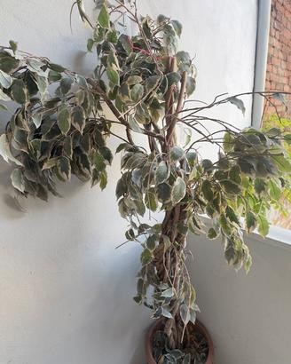 Pianta artificiale grande da interno tipo ficus
