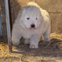 Pastore abruzzese maremmano