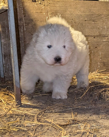 Pastore abruzzese maremmano
