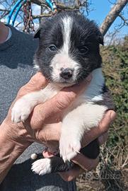 Cuccioli Border Collie