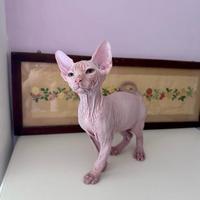 Cuccioli di Sphynx