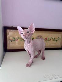 Cuccioli di Sphynx