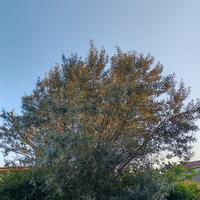 Albero di ulivo