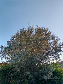 Albero di ulivo