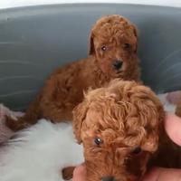 Barboncino mini toy red red