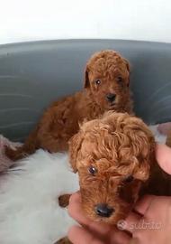 Barboncino mini toy red red