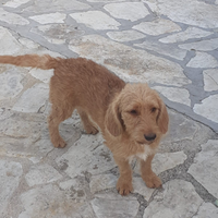 Petit Basset Fauve De Bretagna