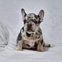 Cuccioli di Bulldog Francese