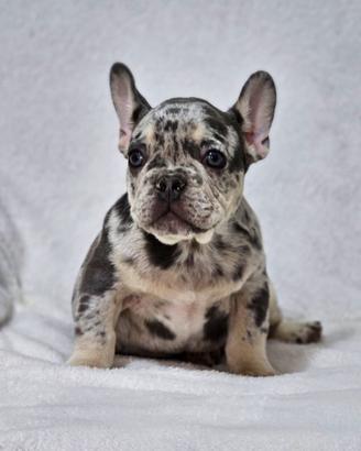 Cuccioli di Bulldog Francese