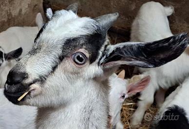 Capretto maschio con corna (nato quest'anno)