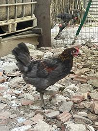 Galletti oliveregger, brahma e nani