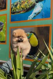 Cuccioli di Spitz Pomerania Toy