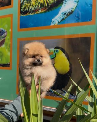 Cuccioli di Spitz Pomerania Toy