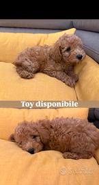 cucciolo di barboncino toy 