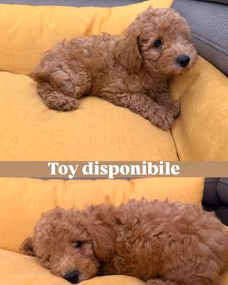 cucciolo di barboncino toy 