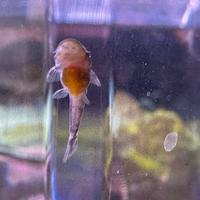Ancistrus