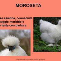 Galline ornamentali moroseta