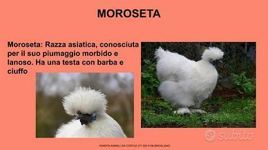 Galline ornamentali moroseta