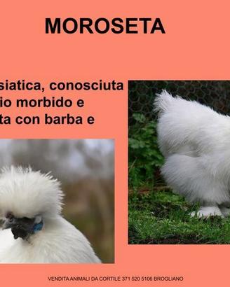 Galline ornamentali moroseta