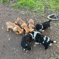 Cuccioli di segugio e incrocio