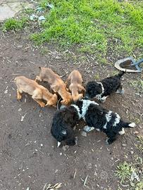 Cuccioli di segugio e incrocio