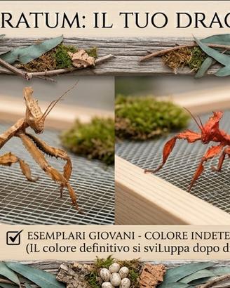 Extatosoma Tiaratum - Insetti foglia australiani