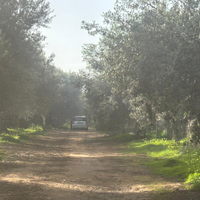 Oliveto mq 5.000 a Terrasini contrada Agli