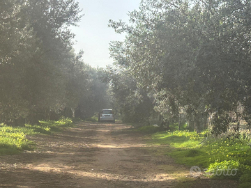 Oliveto mq 5.000 a Terrasini contrada Agli