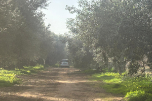 Oliveto mq 5.000 a Terrasini contrada Agli