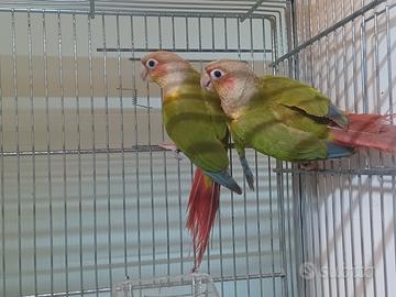 Pyrrhura