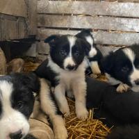 Cuccioli Border Collie