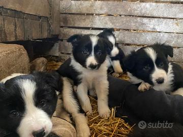 Cuccioli Border Collie