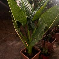 Pianta Alocasia o Orecchie Di Elefante