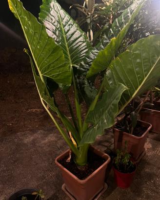 Pianta Alocasia o Orecchie Di Elefante