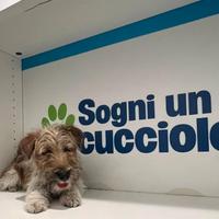 Jack Russel zampa corta disponibile subito