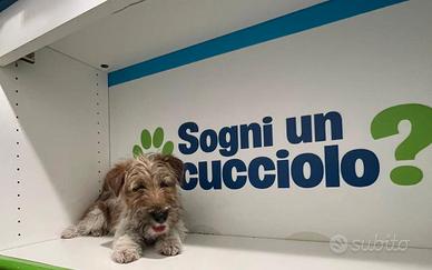 Jack Russel zampa corta disponibile subito