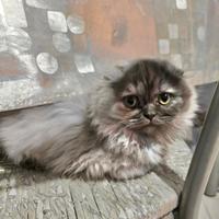 Gattini scottisch fold