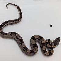 Serpenti BCI motley anery n7