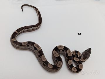 Serpenti BCI motley anery n7