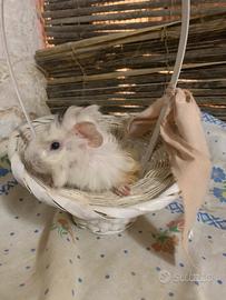 Olga da polga Guinea's Pig cavie