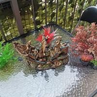 decorazioni acquario 