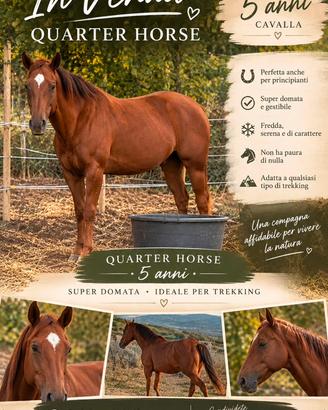 Cavalla Quarter 5 anni