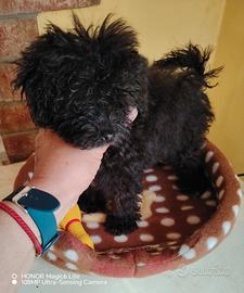 cucciola di barboncino toy nera