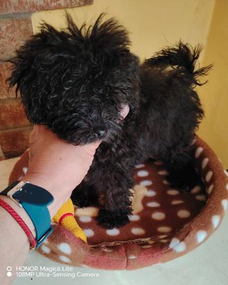 cucciola di barboncino toy nera