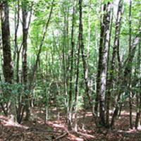Bosco ceduo