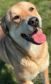 Cagnolina in adozione